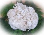 生ハナビラタケ 500g